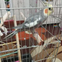 عروس هلندی نر سخنگو