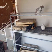 کبوتر|پرنده|دورود, |دیوار