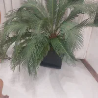 گل سیکاس دو عدد|گل و گیاه طبیعی|مشهد, شهرآرا|دیوار