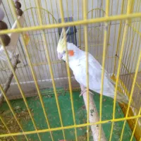 پرنده عروس هلندی|پرنده|ری, علایین|دیوار