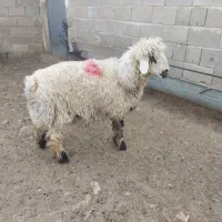 فروشی|حیوانات مزرعه|اقلید, |دیوار