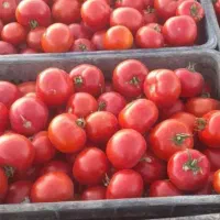 فروش و ابگیری گوجه واقع در گلمکان با ارسال رایگان