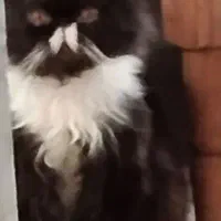 گربه پرشین.