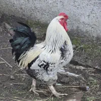 یک عدد خروس محلی بالغ