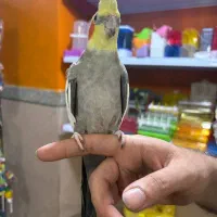 طوطی عروس هلندی های سوپر رام و سخنگو و اموزش دیده|پرنده|قائم‌شهر, |دیوار