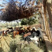 گوسفندپاکستانی|حیوانات مزرعه|جیرفت, |دیوار