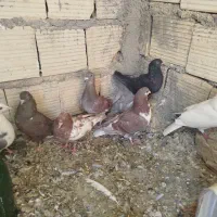 کفتر خوب مفت|پرنده|شیراز, شهرک کوشکک|دیوار