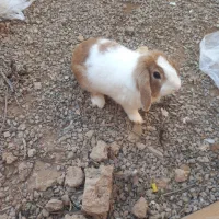 خرگوش مینی لپ