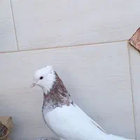 کبوتر|پرنده|نجف‌آباد, یزدانشهر|دیوار