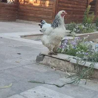 مرغ برهما