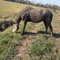 مایان با اسب کره|حیوانات مزرعه|لاهیجان, آهندان|دیوار