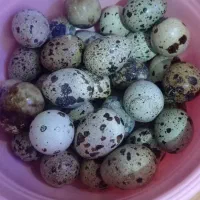 تخم بلدرچین تازه ارگانیک|حیوانات مزرعه|مرودشت, رامجرد یک|دیوار