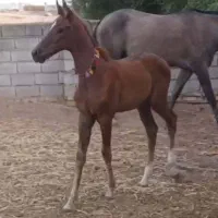 کره مادیان ترکمن 7 ماهه زیبا با تیپ آخال