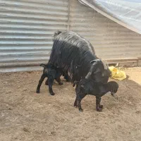 میش و بز بره|حیوانات مزرعه|تیران, |دیوار