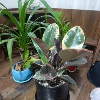 گل های آپارتمانی