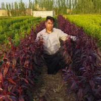 نهالستان چم در میاندوآب