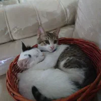 گمشده|حیوانات|فردیس, فردیس|دیوار