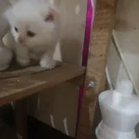 واگذاری بچه گربه های پرشین|گربه|آبادان, |دیوار