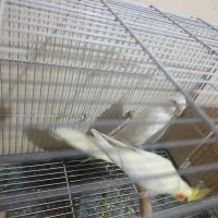 عروس هلندی