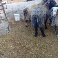 قوچ داشتی|حیوانات مزرعه|شهرضا, |دیوار