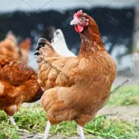 کارگر سالن مرغداری در بوئین زهرا