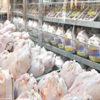 فروش عمده مرغ به قیمت کشتارگاه