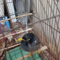 مرغ مینا|پرنده|سوسنگرد, |دیوار