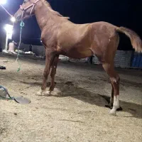 خرید فروش اسب باری