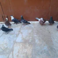 کبوتر|پرنده|سراوان, |دیوار