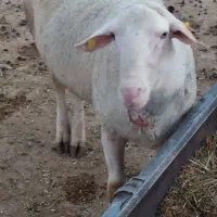 فروش بره نر لاکن و رومانوف|حیوانات مزرعه|مهریز, |دیوار