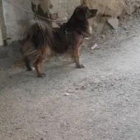 سگ پاپی|سگ|باغ بهادران, |دیوار