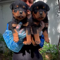 پرورش تخصصی رتوایلر با ضمانت اصالت و بازدید حضوری