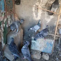 کبوترسبزومگس وابلغ مسافتی وطوقی وکله ای
