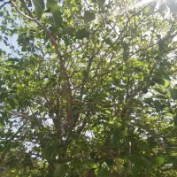 باغ ویلایی خسروشاه خسروشهر