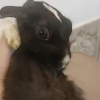 خرگوش ۴۰ روزه