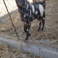 پاچن چاق|حیوانات مزرعه|سراوان, |دیوار