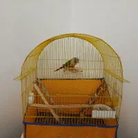 طوطی گرینچیک دستی سخنگو|پرنده|الوند, |دیوار