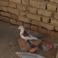 کبوتر پشت طوق|پرنده|سراوان, |دیوار