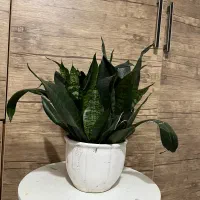 گل های زینتی اپارتمانی|گل و گیاه طبیعی|لاهیجان, شهرک جانبازان|دیوار