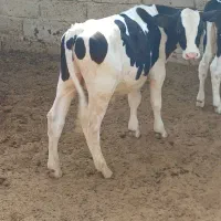 سلام فروش