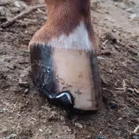 نعلبندی و قیار