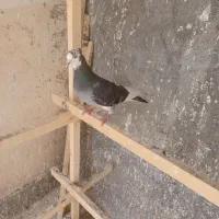 کبوترشاژده ودم سبز گرفتنی