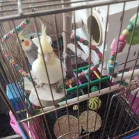 عروس هلندی سخنگویک جفت باقفس ووسایل