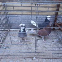 قفس کفتر کبوتر