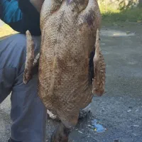 اردک اسرائیلی و مرغ