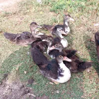 اردک اسراییلی سه ماهه|حیوانات مزرعه|شاندرمن, |دیوار