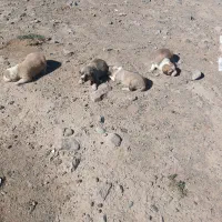 سگ فروشی|سگ|سربیشه, |دیوار