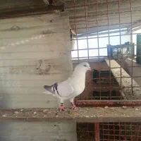 کبوتر چادری|پرنده|ری, علایین|دیوار