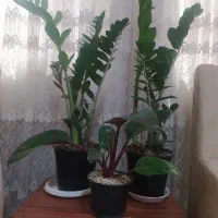 گل و گیاه
