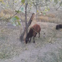 گوسفند بره به قیمت مناسب|حیوانات مزرعه|اسکو, |دیوار